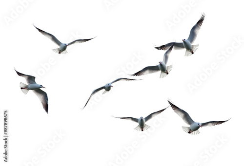 flock of seagulls