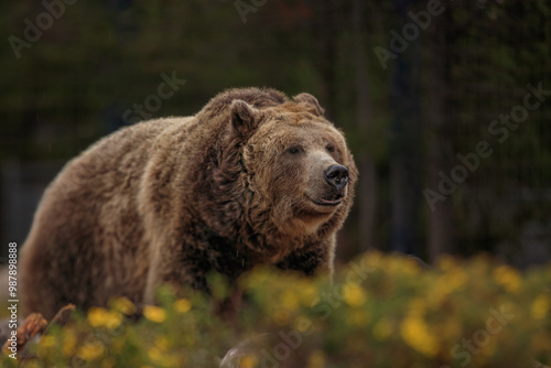 Grizzly bear of West Yellowstone, Montana
