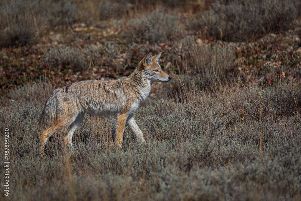 Fototapeta premium Coyote in a meadow hunting mice
