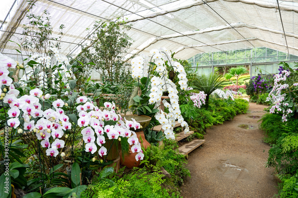 Orchids in the flower garden Orchids in the flower garden