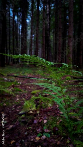 Der Wald