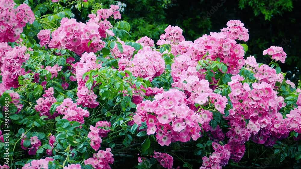 Pink Flowers In Full Bloom Pretty Summer Plants
Pink Flowers In Full Bloom Pretty Summer Plants