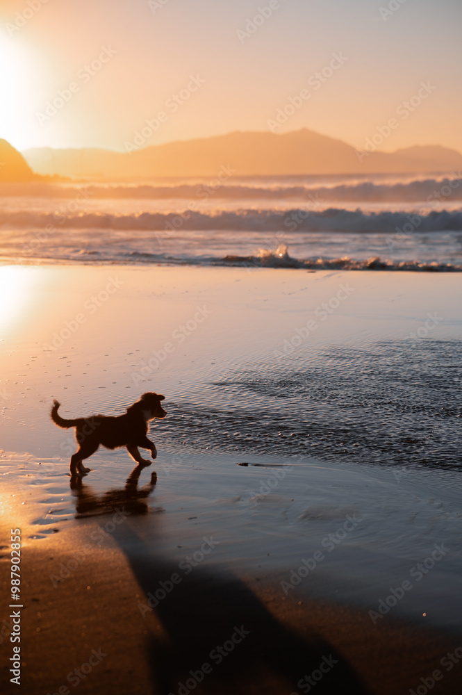 dogs on the beach playing at sunset chasing each other dogs on the beach playing at sunset chasing each other