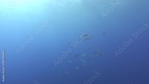 Marine life - Jack mackerel fish shoal swiiming near the sea surface photo