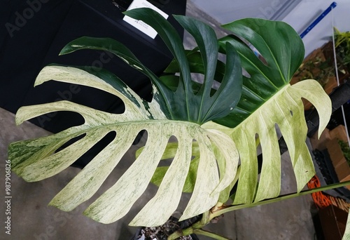 Stunning dark green and lime green variegation of Monstera Deliciosa Mint
