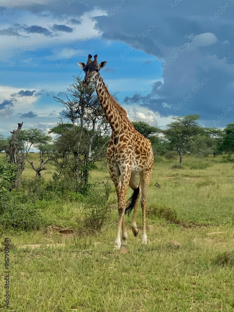 Fototapeta premium giraffe in the wild