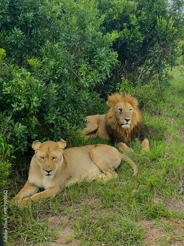 lion and lioness