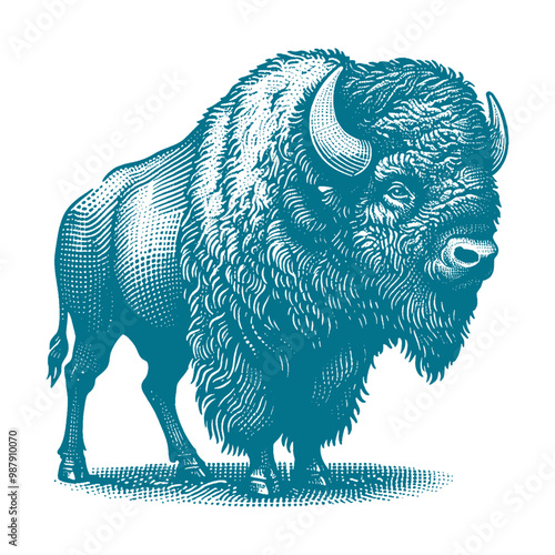bison vector illustration