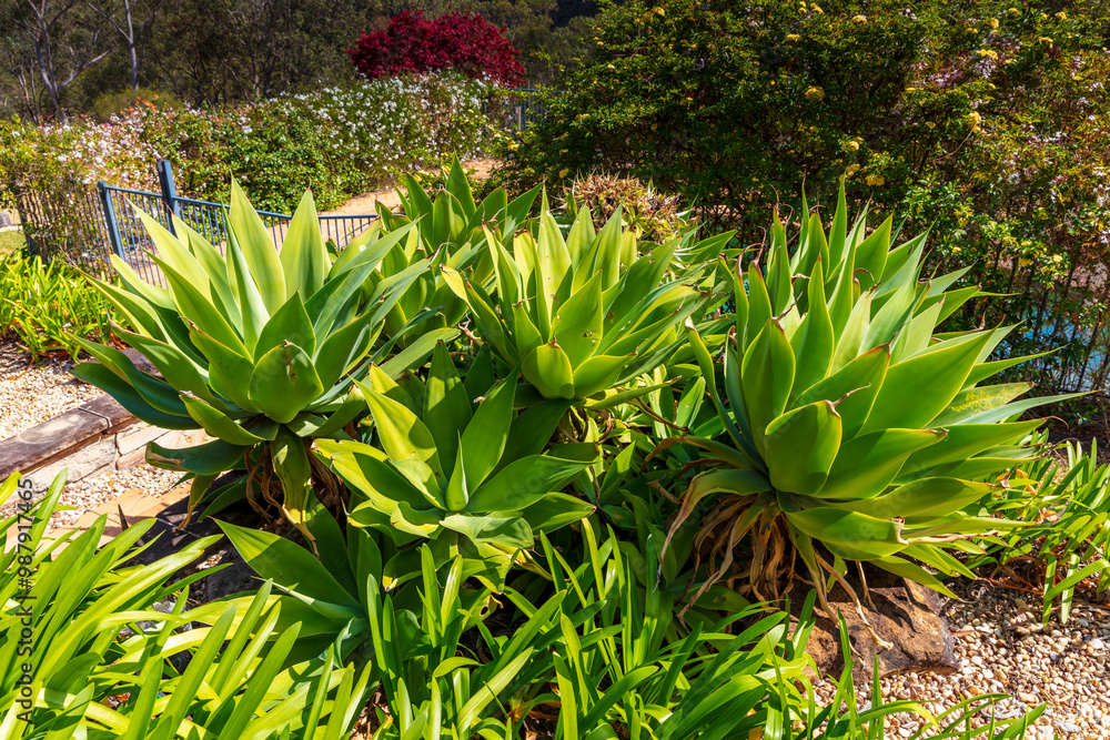 Photograph of a large succulent green plant in a residential garden in the Blue Mountains in New South Wales, Australia. Photograph of a large succulent green plant in a residential garden in the Blue Mountains in New South Wales, Australia.