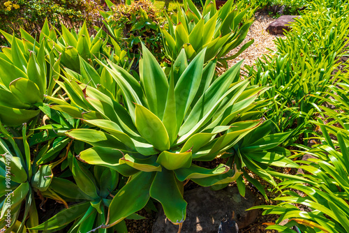 Photograph of a large succulent green plant in a residential garden in the Blue Mountains in New South Wales, Australia.