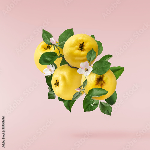 Wallpaper Mural Fresh ripe yellow Quince fruit  falling in the air isolated on pink background. Food levitation or zero gravity conception Torontodigital.ca