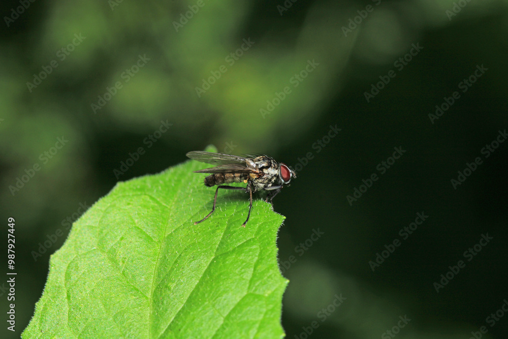 macro photo of housefly facing back macro photo of housefly facing back
