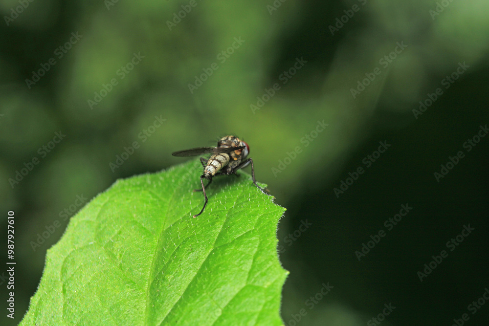 macro photo of housefly facing back macro photo of housefly facing back