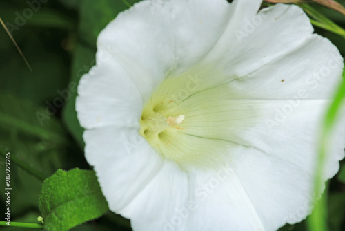 natural white night glory flower photo