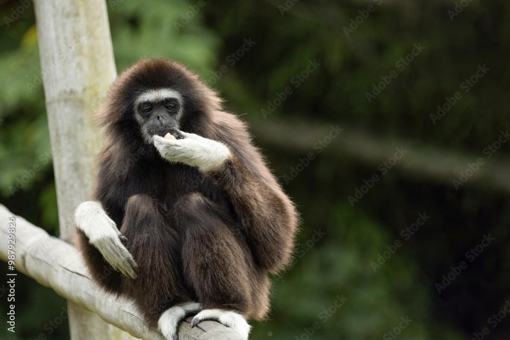 lar gibbon white-handed gibbon, an endangered primate in the gibbon family lar gibbon white-handed gibbon, an endangered primate in the gibbon family