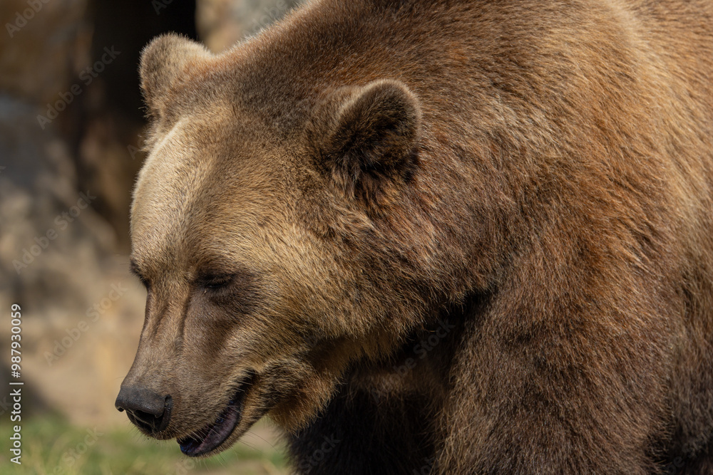 Brown Bear majestic, big powerful mammals Brown Bear majestic, big powerful mammals