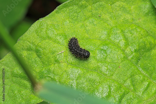 cimbex femoratus fly larva macro photo photo