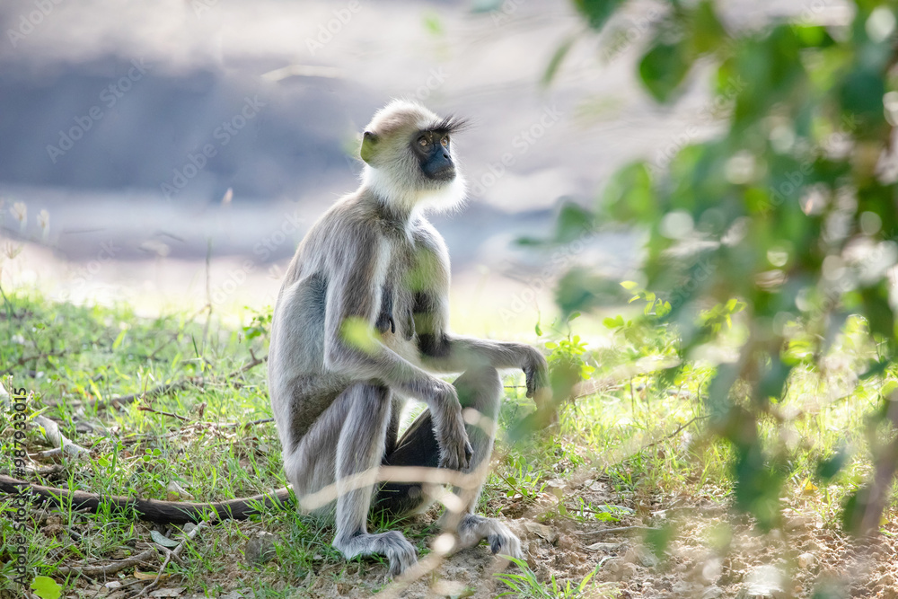 Obraz premium black faced grey langur monkey in Yala National Park, Sri Lanka