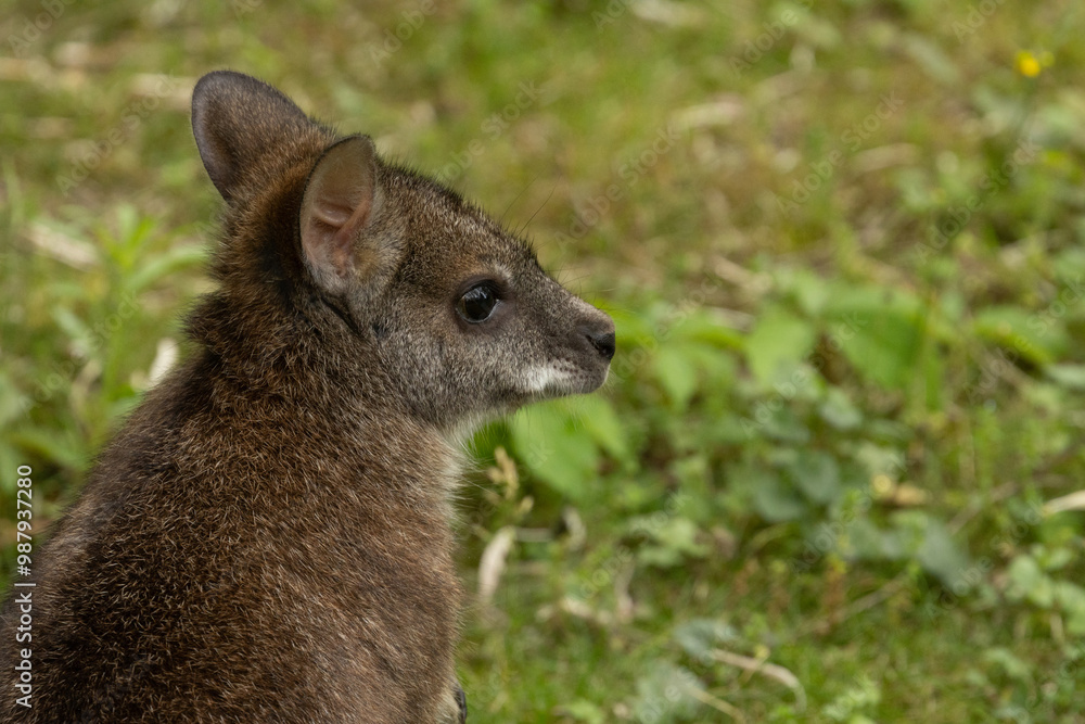 Fototapeta premium Bennett's wallaby Macropus or Notamacropus rufogriseus