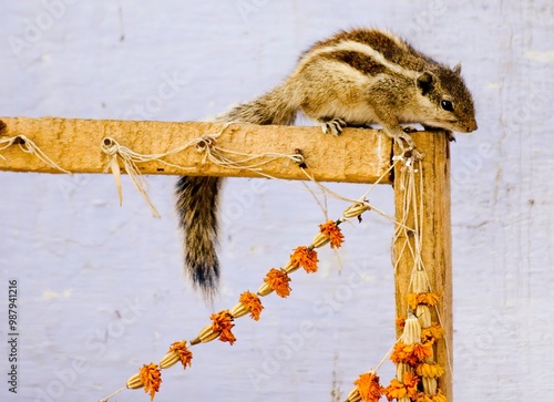 Indian chipmunk in nature