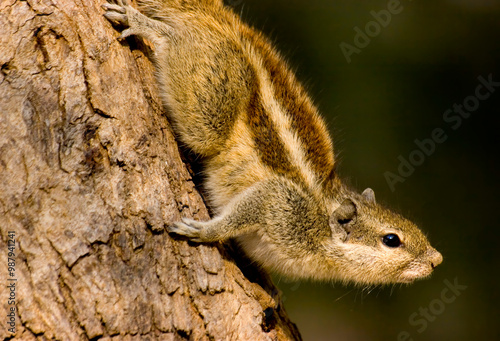 Indian chipmunk in nature
