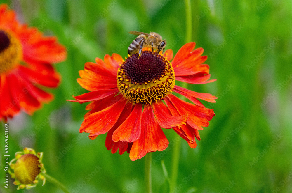 A bee sitting Helenium Moerheim Beauty sneezeweed in flower during the summer months. Wetern Honey Bee Apis mellifera on helenium flower. High quality photo