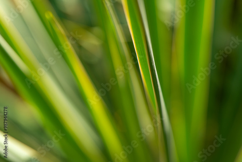 close up of green grass with a yellowish tint