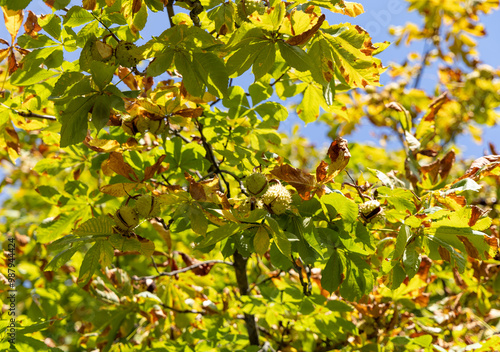 Bright Green Chestnut Tree with Leaves and Spiky Chestnut Pods in Full Sunlight.