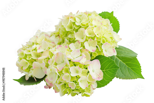 A bunch of white flowers with pink petals