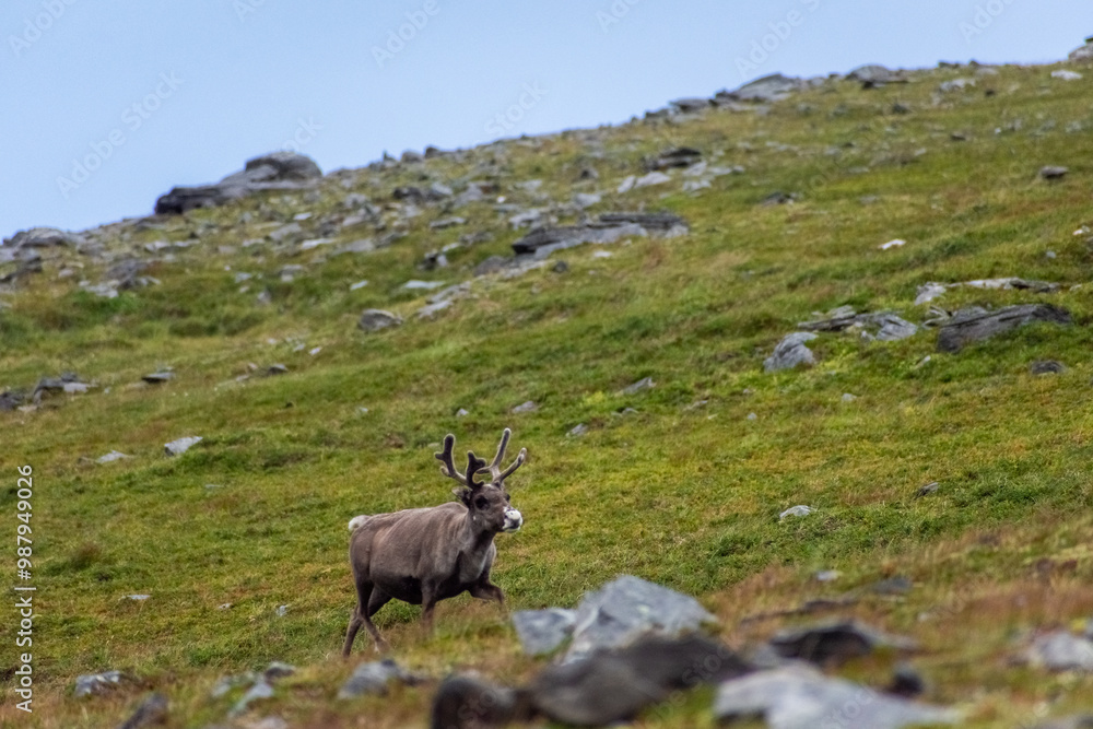 Wild reindeer in the tundra of Knivskjellodden, Norway Wild reindeer in the tundra of Knivskjellodden, Norway