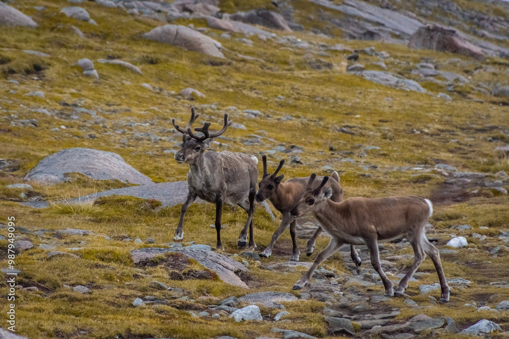 Herd of wild reindeer in the tundra of Knivskjellodden, Norway Herd of wild reindeer in the tundra of Knivskjellodden, Norway