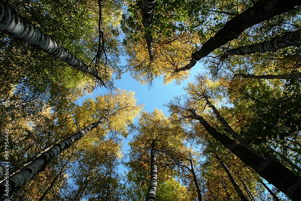 Obraz premium Looking Up at Canopy of Trees in Autumn Forest with Blue Sky