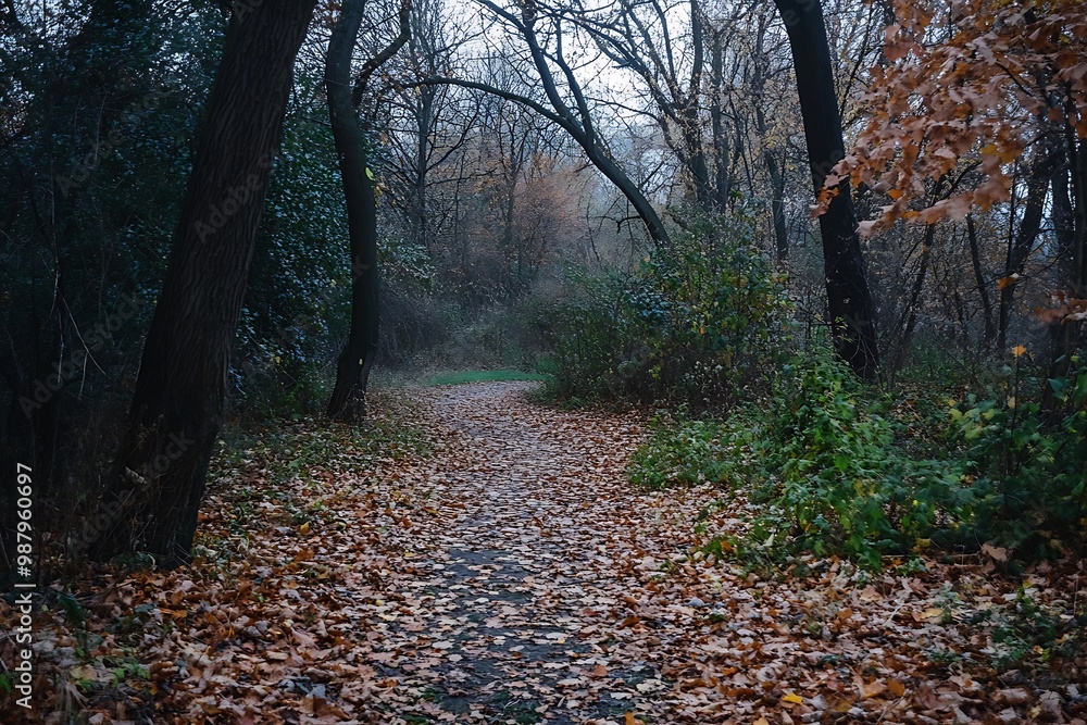 Mysterious Path Through Foggy Autumn Forest, Nature Photography Mysterious Path Through Foggy Autumn Forest, Nature Photography