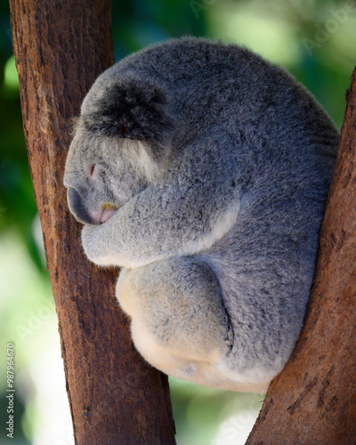 Photography koala in tree
