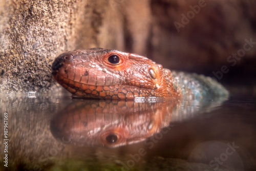 A Gray’s Monitor Diet consists of fruit, however, they will eat snails and crabs as well photo