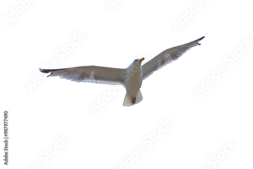 Möwe mit gespreizten Flügeln freigestellt