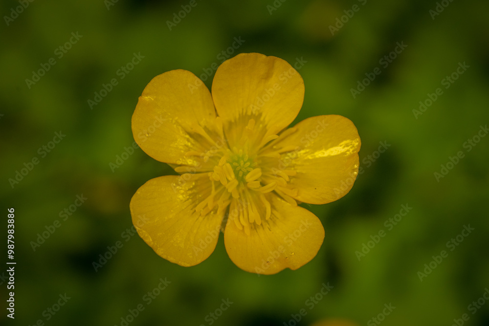 Close Up Bright Yellow Western Wallflower Bloom Close Up Bright Yellow Western Wallflower Bloom