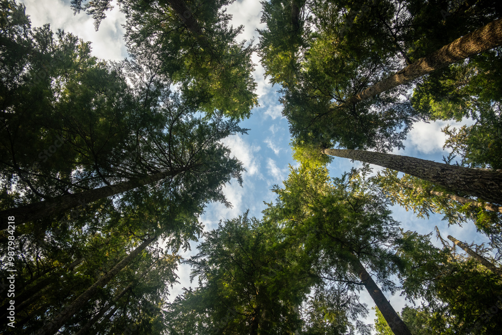 Cloudy Blue Sky Through Thick Pine Canopy Cloudy Blue Sky Through Thick Pine Canopy