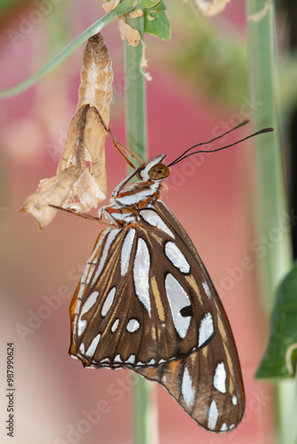 Gulf Fritillary (Agraulis vanillae) newly emerged photo