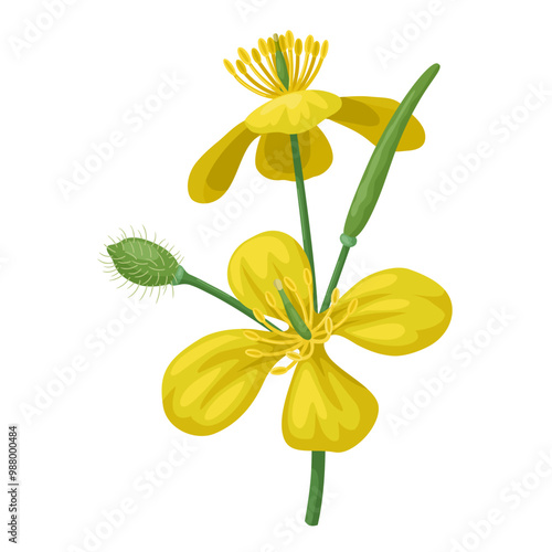 Vector illustration of greater celandine flower, scientific name Chelidonium majus, isolated on white background.