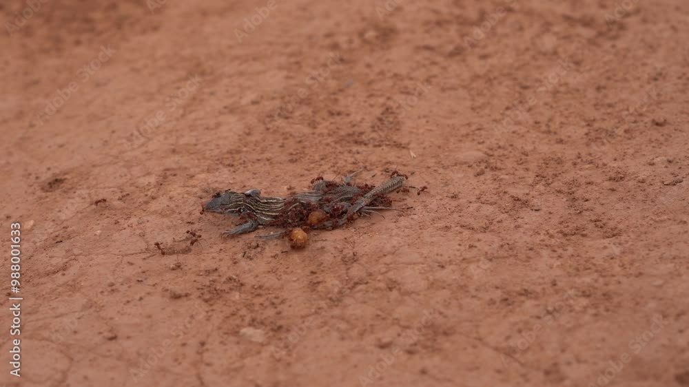 Lizard Body Infested Insects Eating Organs Bugs Utah Desert Sand Lizard Body Infested Insects Eating Organs Bugs Utah Desert Sand