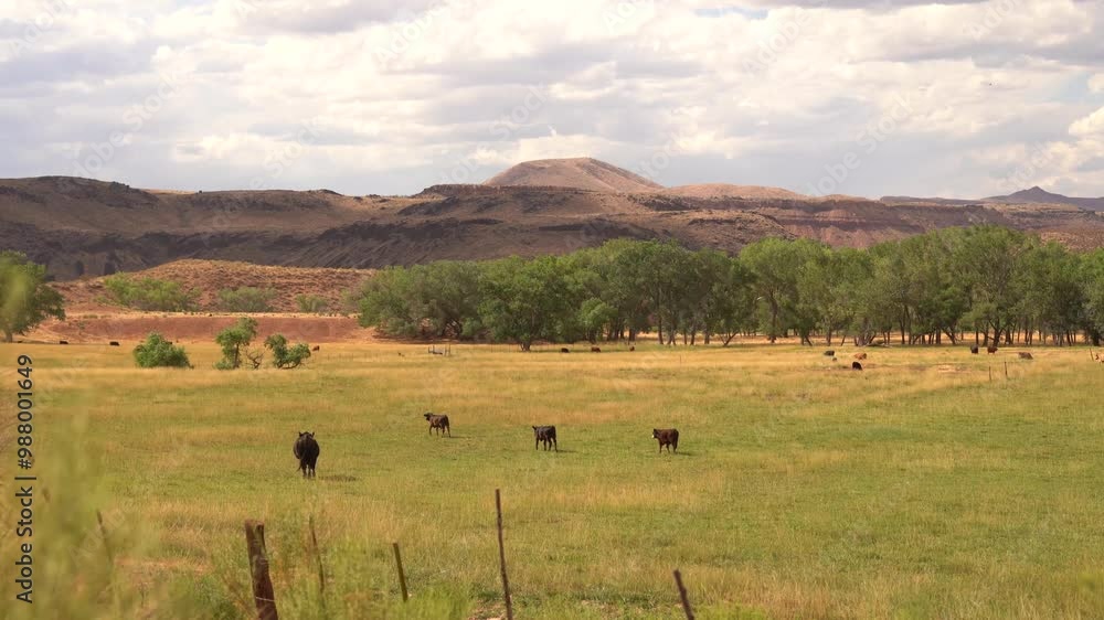 Desert Farmland Landscape Animals Cows Grazing Utah