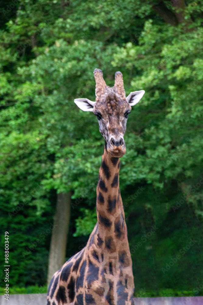 portrait of a giraffe head with big years and a funny look portrait of a giraffe head with big years and a funny look