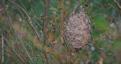 The hornet's nest is hanging on a branch.
