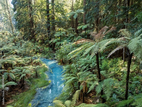 Cuadro en lienzo Bright blue pond and creek amongst punga fern trees in the Whakarewarewa Forest, Rotorua, Bay of Plenty, New Zealand