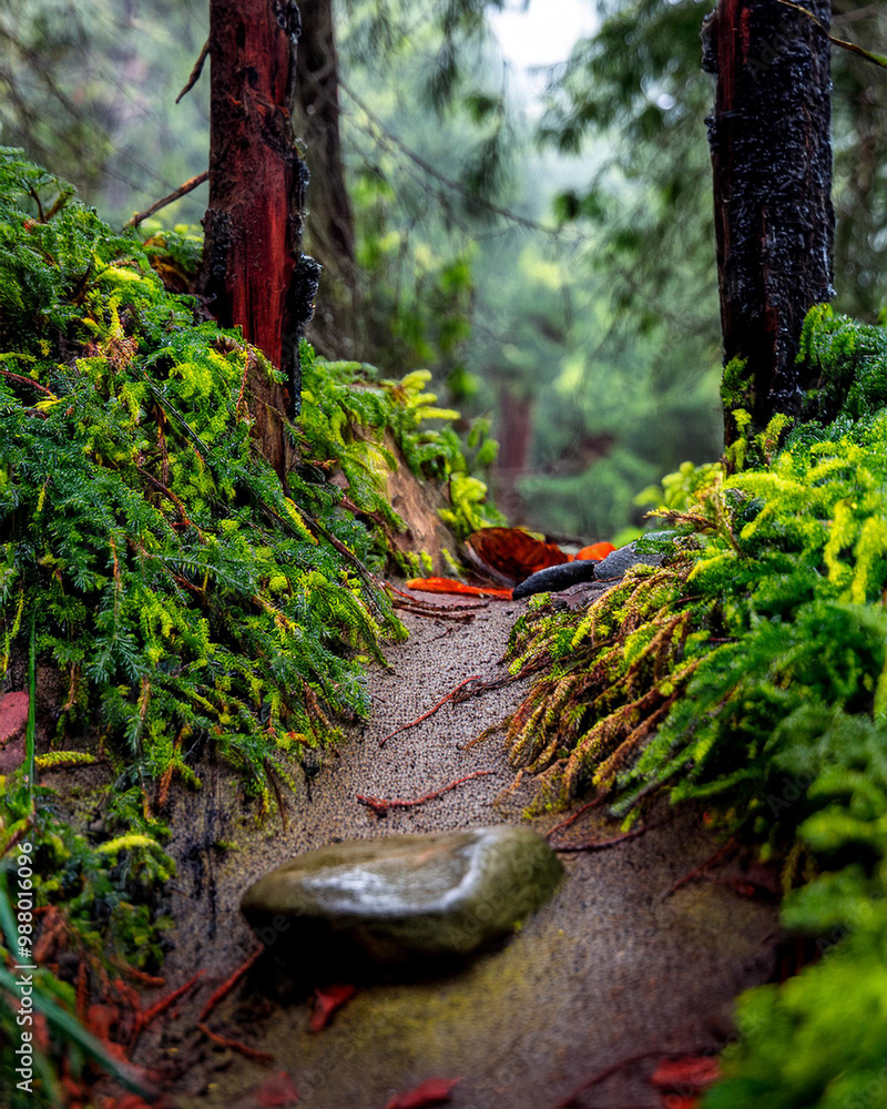 Obraz premium Narrow forest path leading through lush green forest