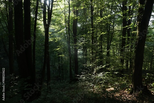 Beautiful view of forest with many trees in morning