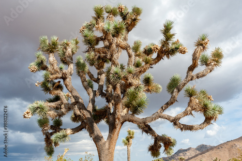 Dramatic sky over Joshua Tree National Park photo