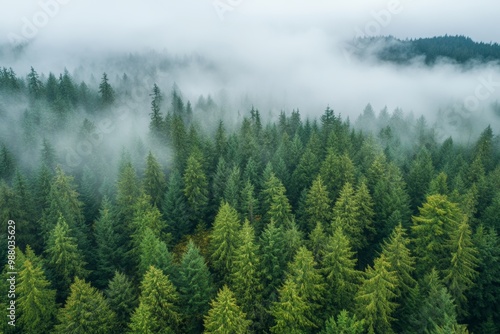 Fog blankets the lush forests of the Pacific Northwest on a misty day, showcasing vibrant shades of green