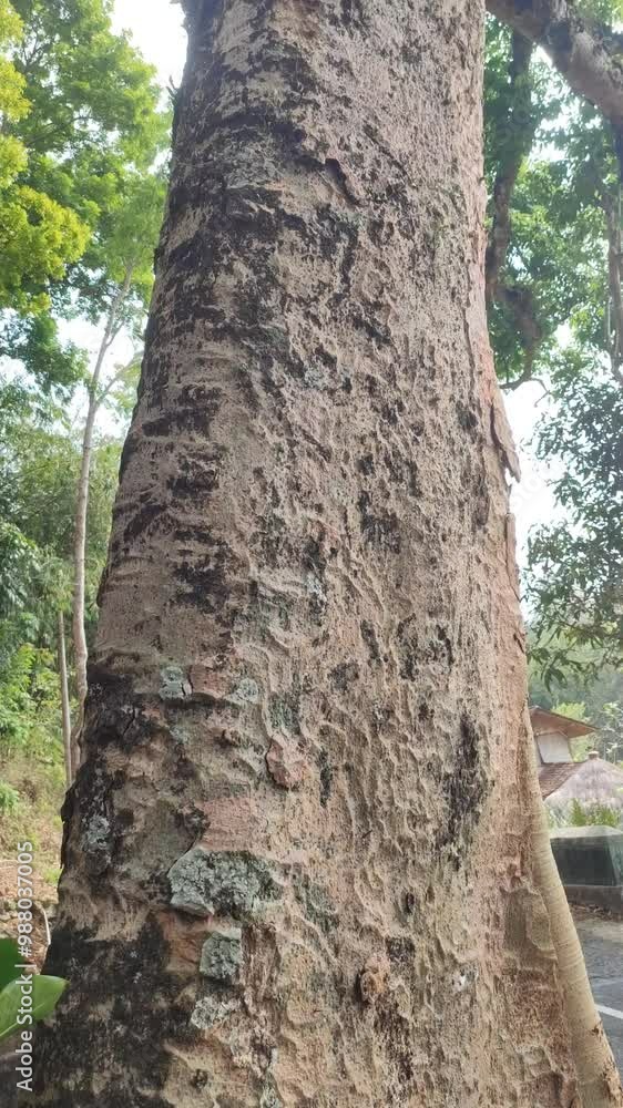 big kepuh tree trunk big kepuh tree trunk